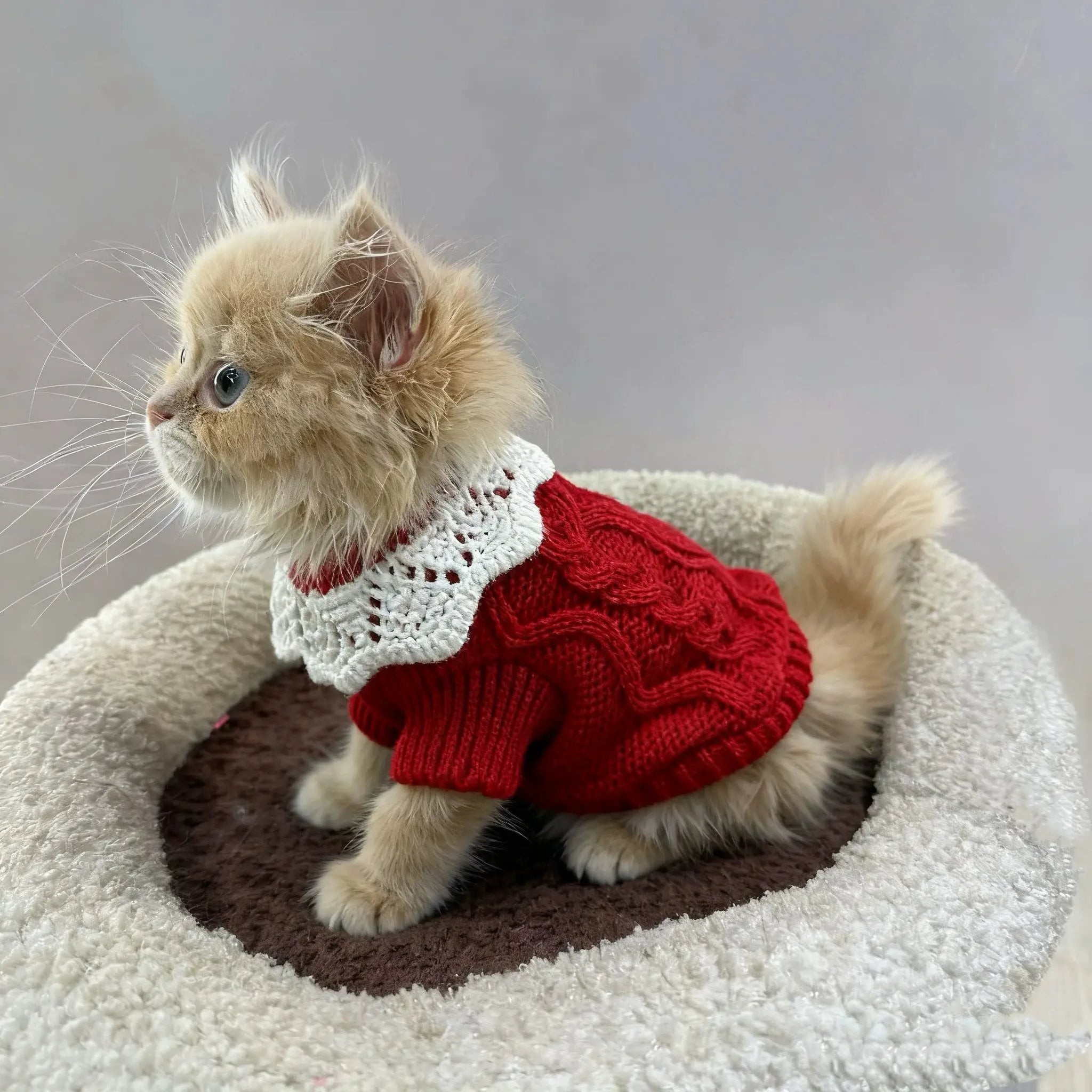 Cozy Knit Cat Sweater with Lace Collar  Decorla