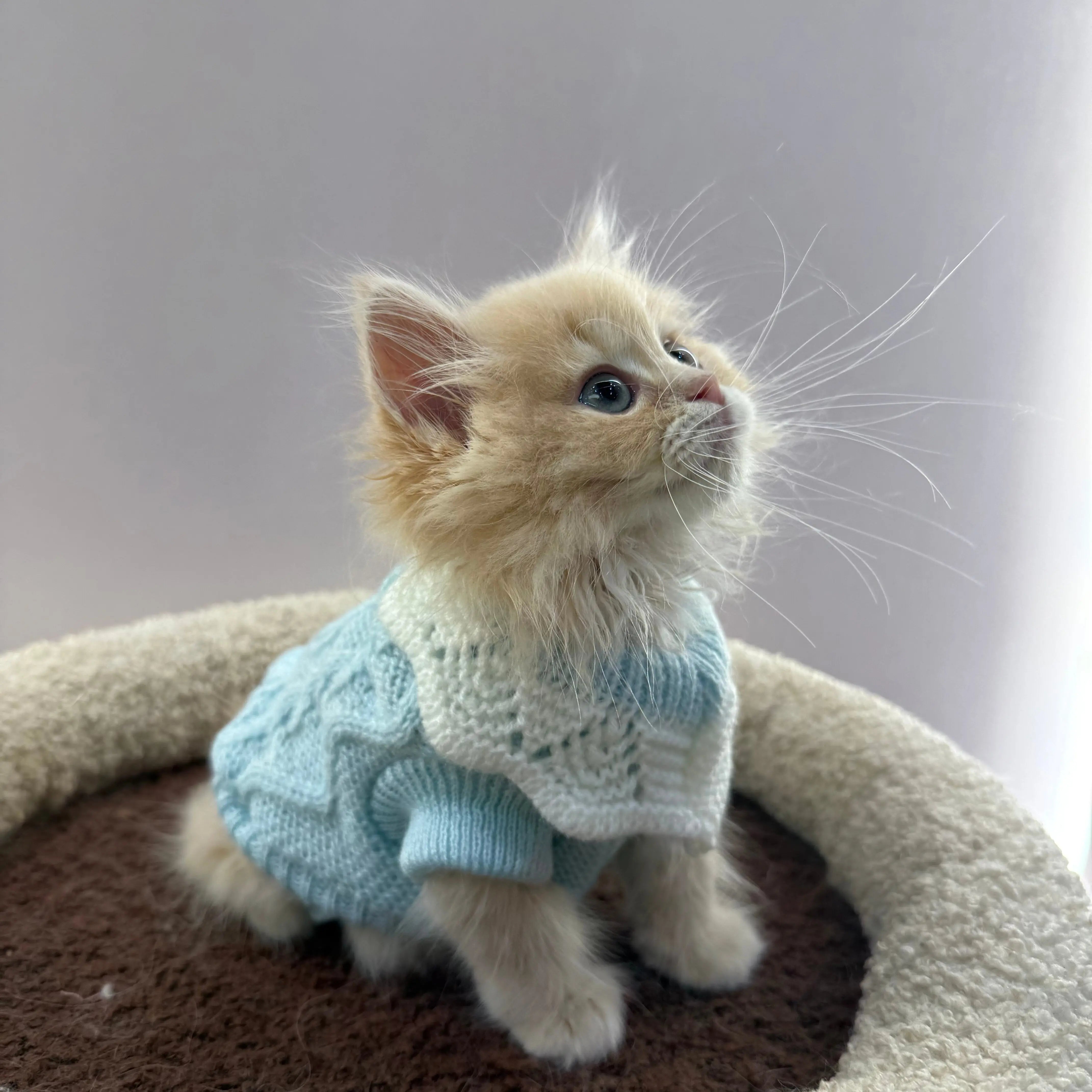 Cozy Knit Cat Sweater with Lace Collar  Decorla