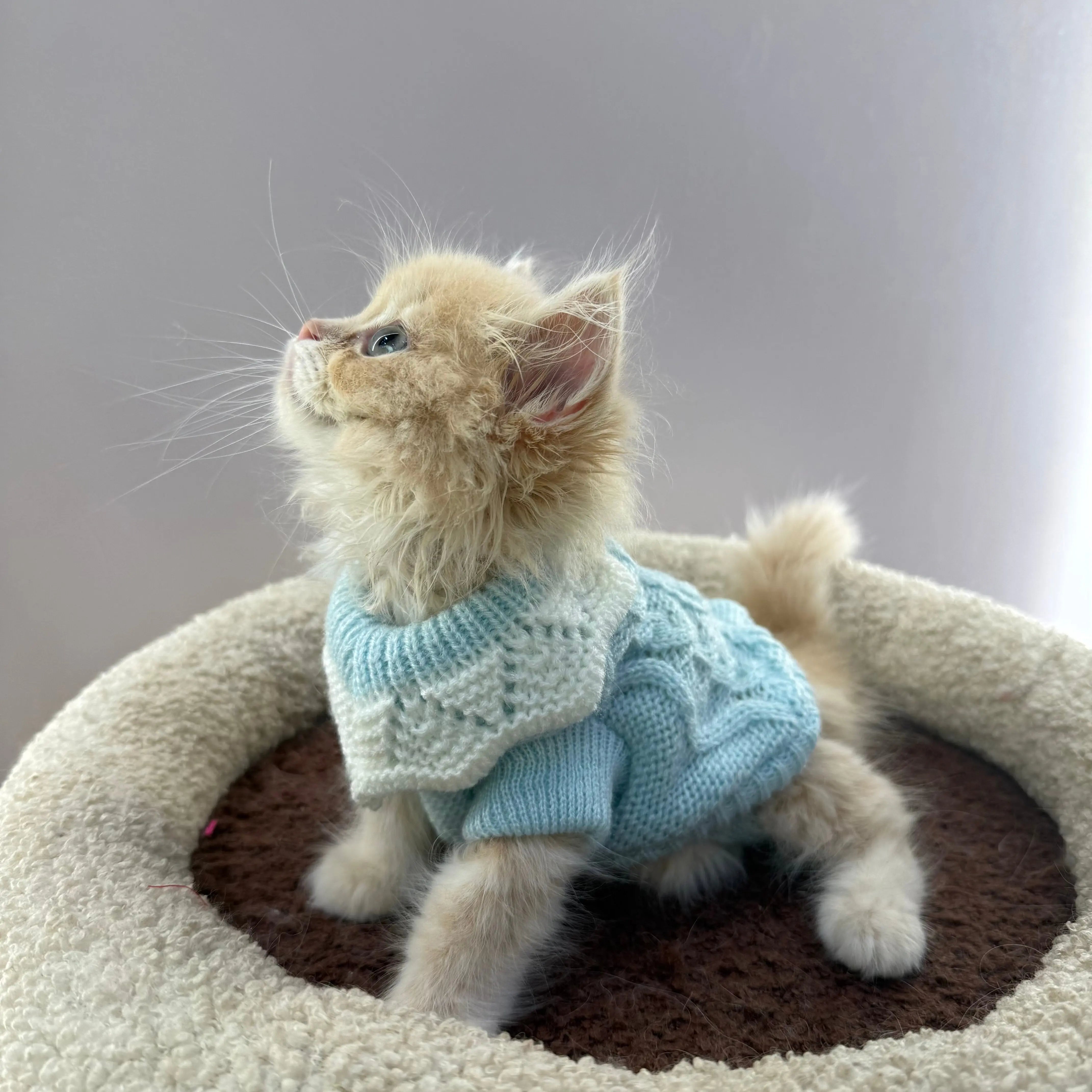 Cozy Knit Cat Sweater with Lace Collar  Decorla