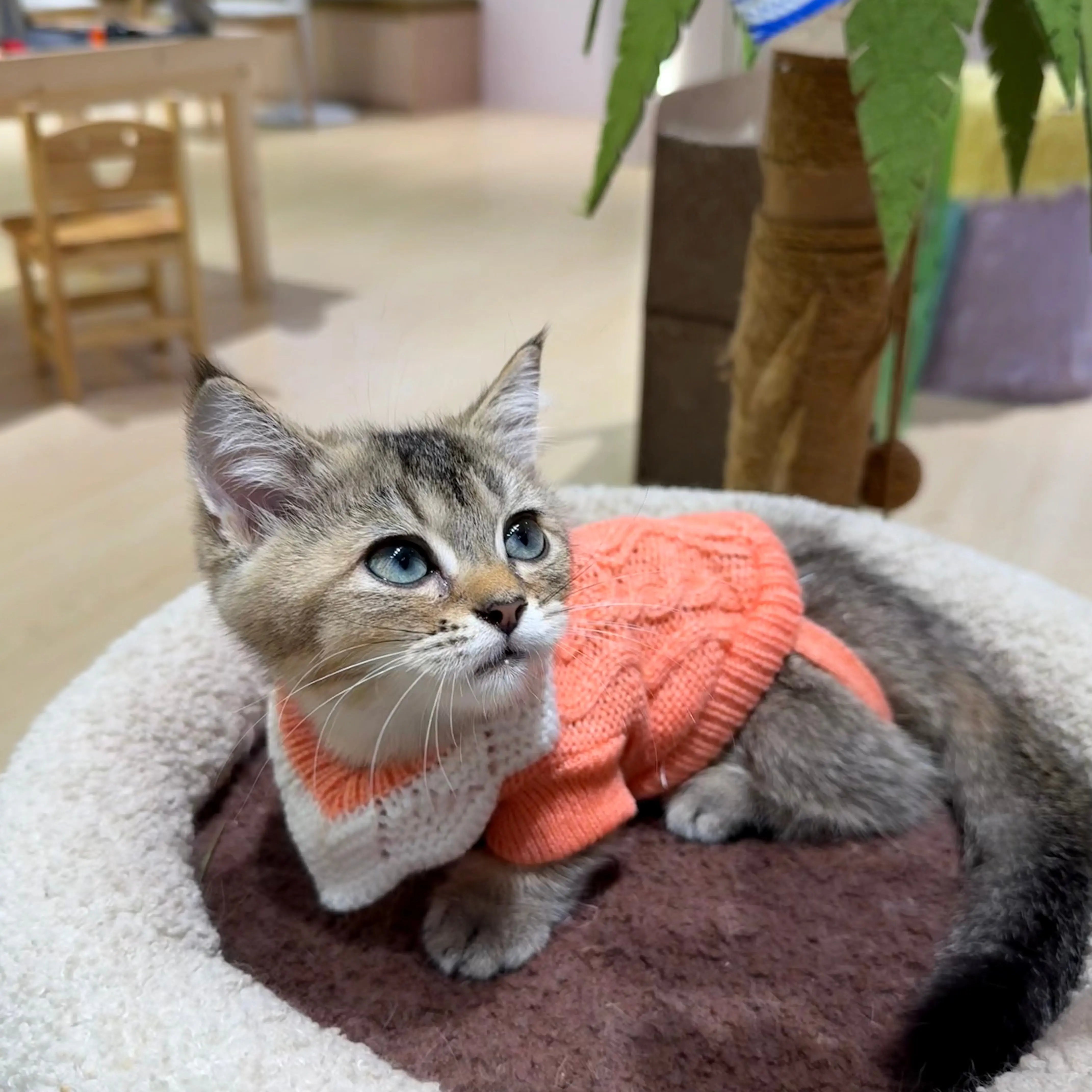 Cozy Knit Cat Sweater with Lace Collar  Decorla